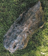  Large Petrified Wood Museum Grade  picture