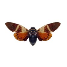 Angamiana floridula ONE REAL RED ORANGE CICADA MOUNTED PACKAGED THAILAND picture