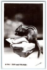 Oregon Caves OR Postcard RPPC Photo A Chipmunk At Lunch Sawyers 1955 Vintage picture