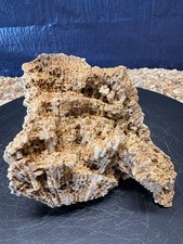 01# Silicified Coral Fossil Favosites Rock 3.5