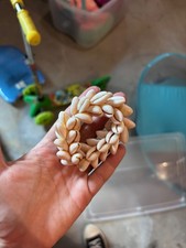 Vintage Seashell Napkin Holder picture