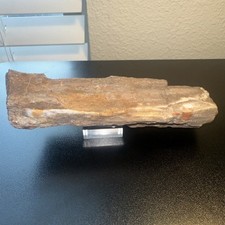 West Texas Petrified Wood Specimen - Opalized / Agatized - Great For Lapidary picture