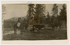 Cowgirl on Horse with Cattle & Dog Mountain Ranch Western RPPC c1910 picture