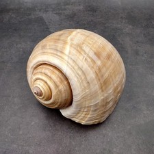 XL Tun Seashell Tan Tonna Olerium (1 shell approx. 8+ inches)  picture