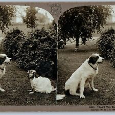 1901 Cute Dog & Girl Child Play Real Photo Stereoview Pyrenean Mastiff Pup V42 picture