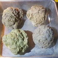 (Each 1-lb LOT) = 3 to 4 Whole Oregon Thundereggs Rough Rocks Old Stock Lapidary picture