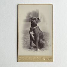 Antique CDV Photograph Adorable Sweet Dog Pitbull Terrier Beautiful Collar picture