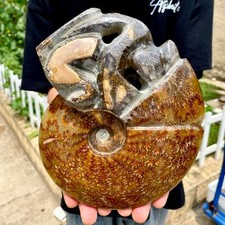 3.1LB Rare natural polished Natural conch fossil specimens of Madagascar picture