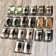 Real Preserved Insects Clear Acrylic Block Resin Taxidermy 11 Species Available picture