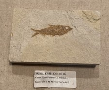 Fossil Fish Knightia sp. 5.25” Green River Formation Wyoming Eocene 36-58M Years picture