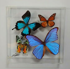 Ulysses, Monarch, Blue Morpho Butterfly & Sunset Moth in Display Signed    picture