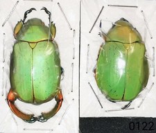 Rutelinae Chrysina macropus A1 38mm+ PAIR from MEXICO - #0122 picture