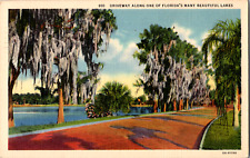 Vintage 1940 Lake Side Road with Moss Covered Trees Florida FL Postcard  picture