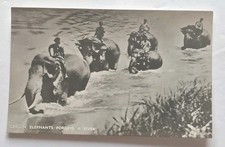 Ceylon Sri Lanka Elephants Fording River C1920s Postcard picture