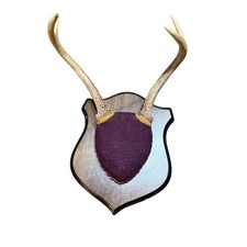 Vintage Deer Antler Mount 4 Point Rack Wood Shield Plaque Burgundy Felt 9 Inch picture