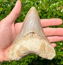 Indonesian Megalodon Sharks Tooth HUGE 5.15” Fossil Serrated Megladon Indonesia picture