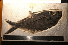 Fossil Fish 19 inches Diplomystus denticus Green River Formation Wyoming picture