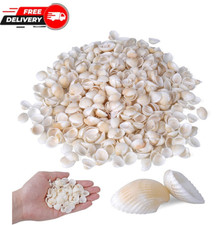 1000Pcs Tiny White Clam Shells Natural Sea Shells for Crafts Jewelry Home Decor picture