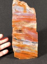 Big Free Standing Polished Deep RED Petrified RAINBOW WOOD Fossil Arizona 1791gr picture