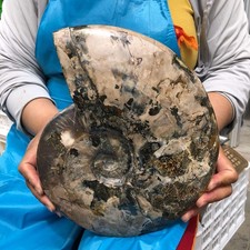 8.25LB Natural Whole Ammonite Fossilized Crystal Mineral Specimen Reiki Healing picture