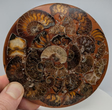 Ammonite Fossil Disc Coaster 120mm Composite Backlit Window Display 100g picture