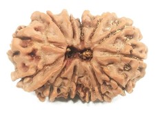 Gauri Shankar Ganesh Rudraksha – Nepal – 13 Mukhi – 28.88 mm - IGL Certified picture