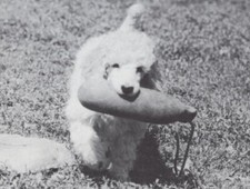 * Poodle Puppy 