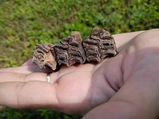 Gainesville Florida 3 associated 3 toed horse teeth Artifacts Deep South fossils picture