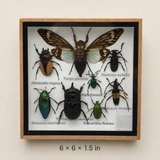 Real Blue-Wing Cicada Mixed Insect Frame – 6 × 6 in picture