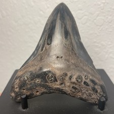 Megalodon Tooth Real Shark Tooth Fossil 3.6” Polished Pyrite Inlay picture