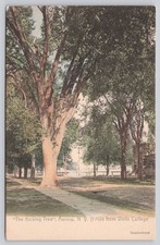 The Kicking Tree Aurora NY Handcolored Postcard Wells College Landmark picture