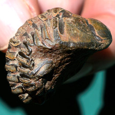 Trilobite, Wolfartaspis cornutus: ultra rare Bolivia devonian trilobite fossil picture