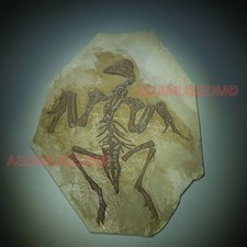 Dinosaur Fossil Confuciusornis Flying Bird Rock Jurassic Claw World Cretaceous 1 picture