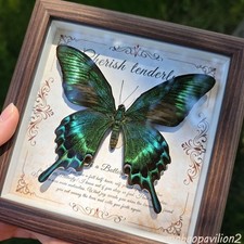 Real Green Swallowtail Butterfly Taxidermy Wooden Frame Vintage Home Gift picture