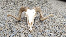 European Wild Aries Skull Horns Sheep Bull Ram Skull Taxidermy Shamanic Healing picture