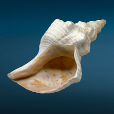 Florida Horse Conch Shell Triplofusus Giganteus Seashell Natural Beach Decor picture