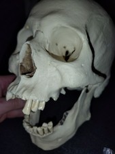 Human Skull Replica Museum Level Replica Made In 2010 By Snow *AS IS Horror picture
