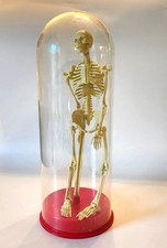 Vintage Articulated Plastic Skeleton Specimen Display Halloween Decor picture