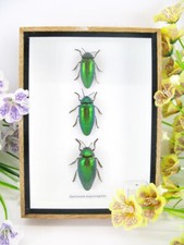 3 Sternocera aequisignata in 3D Display Case - Real Exotic Insects - New picture