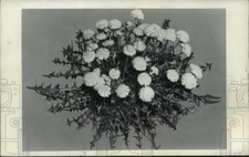 1983 Press Photo Burpee dandelion leaves & flowers can be eaten - mja26185 picture