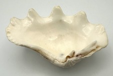 Tridacna Derasa Giant Clam Shell Half 112mm Coastal Ocean Display Specimen picture