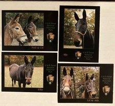 NPS C & O National Park Service Trading Cards Mules of the C&O Canal  picture