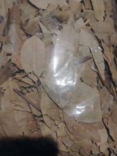 Lot 2 Bags Of Dried Bay Leaves For Spiritual Purposes And Crafting picture