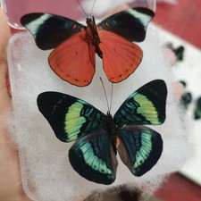 2 Real Blue Green Butterfly Specimens Spread Wings A1/A- Cotton Box picture