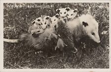 RPPC Mother Possum With Babies Opossum Traveling US 41 photo postcard G381 picture
