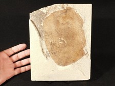 HUGE 50 Million Year Old LEAF FOSSIL in Big Matrix Wyoming 1651gr picture