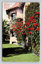 Postcard Poinsettias in Bloom California Winter CA, Antique M6 picture