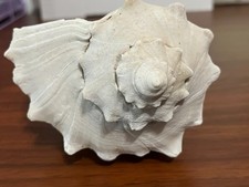 Large 7.5