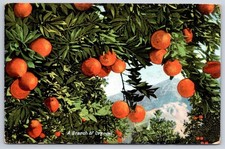 Antique A Branch of Oranges citrus fruit tree illustration 1910 picture