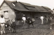 Cocoa pickers Trinidad and Tobago 1931 Old Photo picture